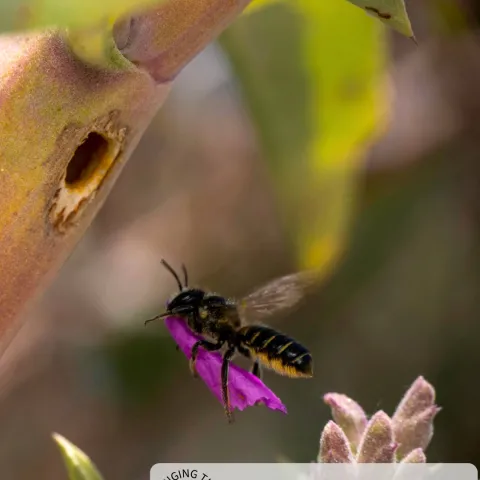 A bee carrying a pink flower petal flies towards a hole (nest) in a plant stem. Credit: Krystle Hickman, UC IPM.