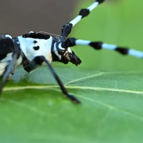 Banded alder borer on leaf. (Photo by Kathy Keatley Garvey)