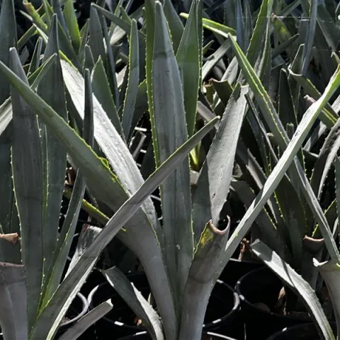 La promesa del agave.