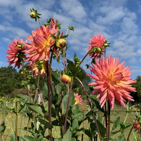 dahlias