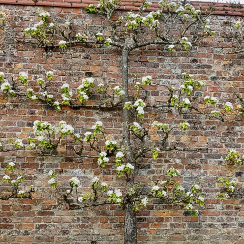 pear espalier on brick wall