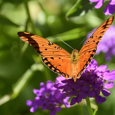 A Gulf Fritllary butterfly on a butterfly bush. (Photo by Kathy Keatley Garvey)