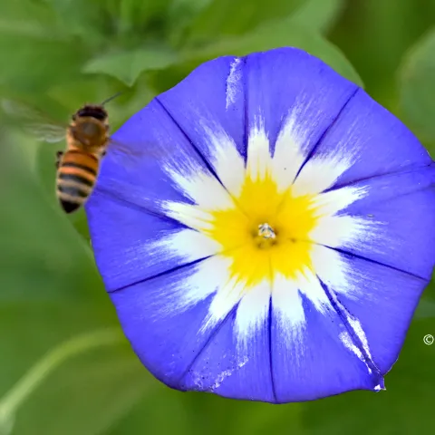 A honey bee and a morning glory. (Photo by Kathy Keatley Garvey)