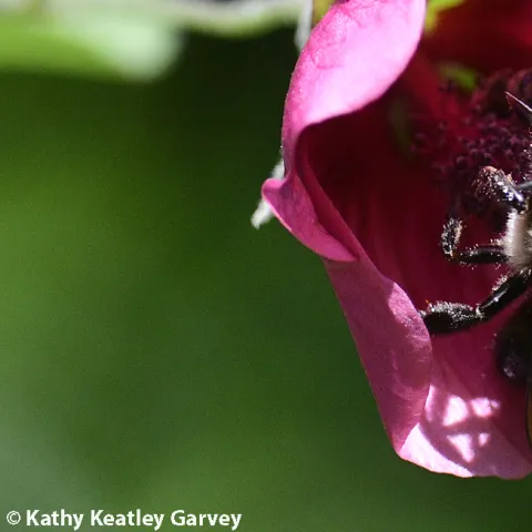 Male mountain carpenter bee on mallow. (Photo by Kathy Keatley Garvey)
