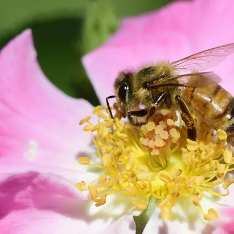 Honey bee nectaring on rose in UC Davis Bee Haven. (Photo by Kathy Keatley Garvey)