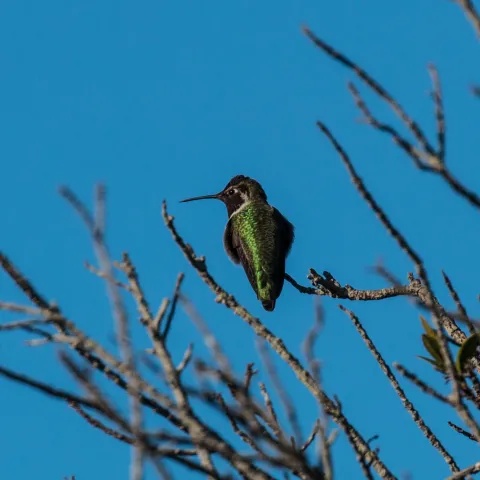 hummingbird