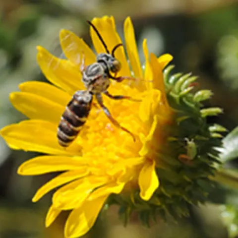 Bee on a dandelion