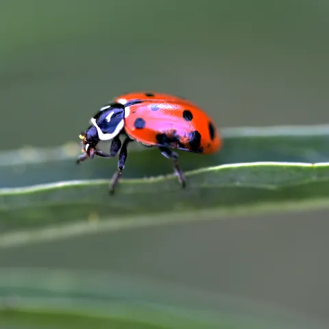 A lady beetle, aka ladybug, eating aphids. (Photo by Kathy Keatley Garvey)