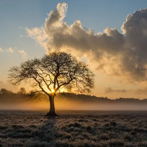 lone tree with sun shining behind with big clouds