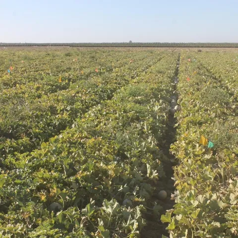 Melon field