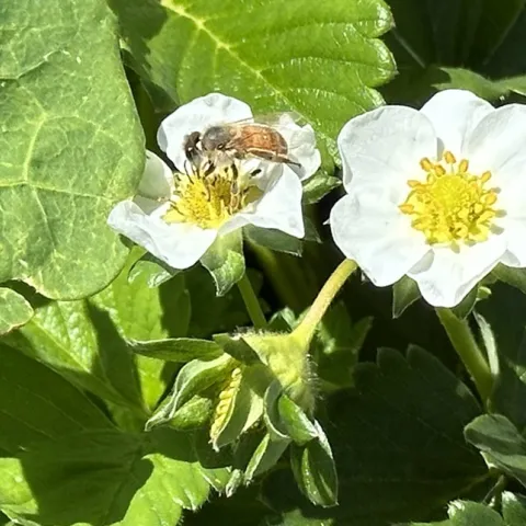 ongoing food garden monthly tasks