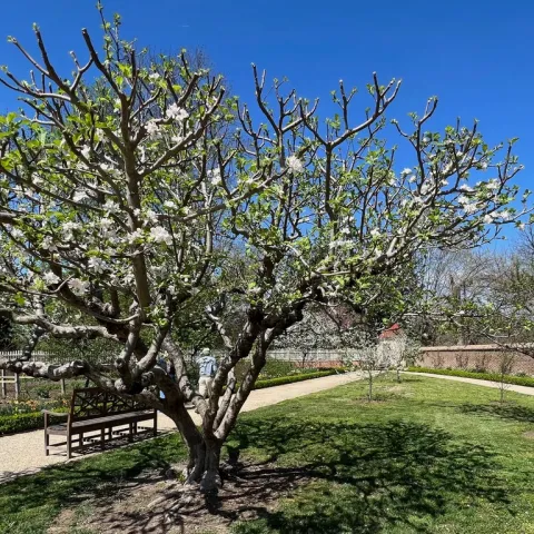 tree for pruning demo