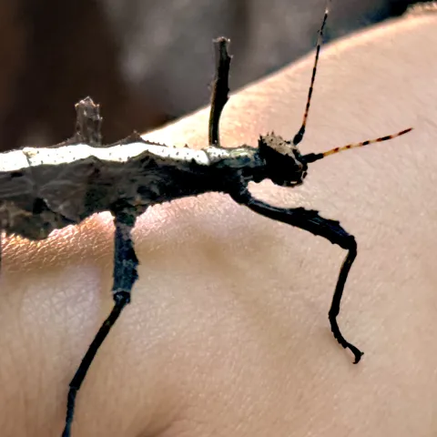 A stick insect at the Bohart Museum of Entomology. (Photo by Kathy Keatley Garvey)