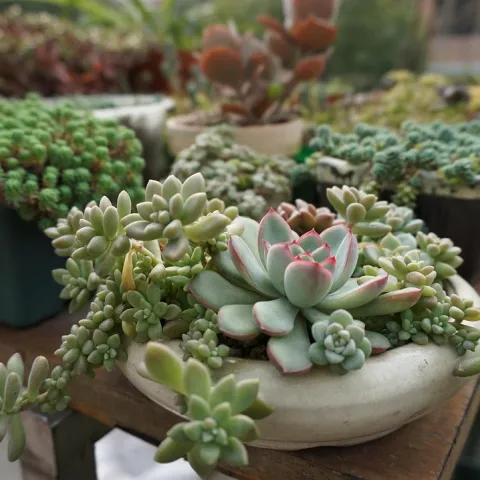 Succulent Plants