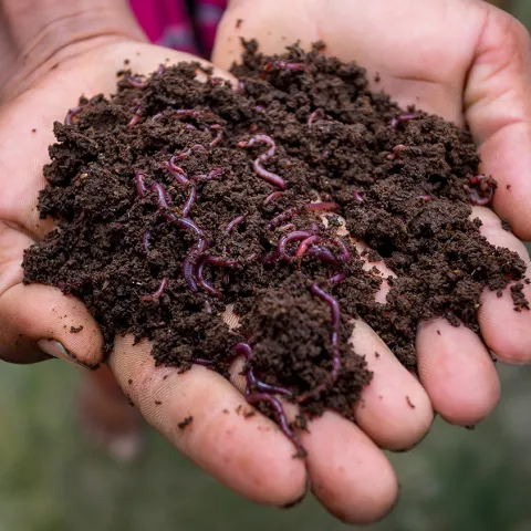 worms in compost