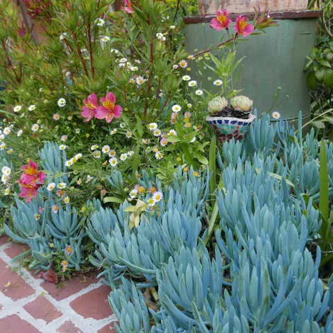 close up view of plants along a brick edging