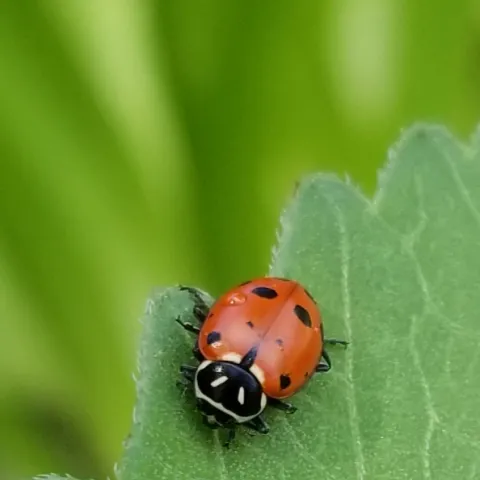 convergent lady beetle