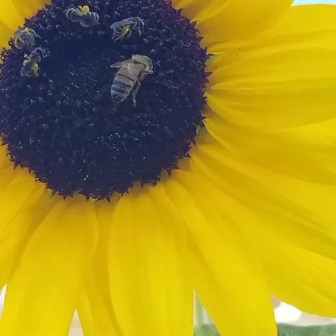 Sunflower with bees