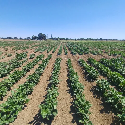 2024 UC Davis cowpea variety trial