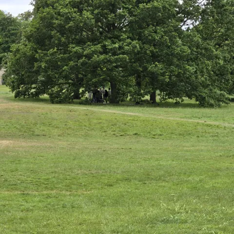 tree for woody plants class