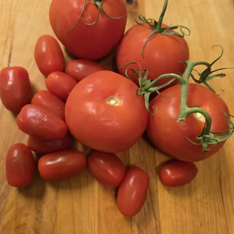 Tomatoes