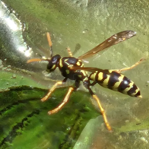 close up wasp