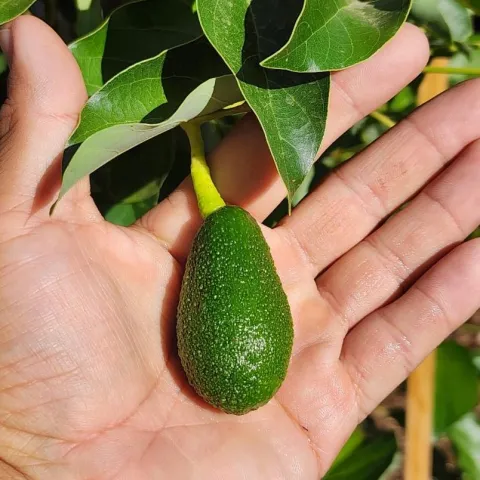 Picture of an Avocado