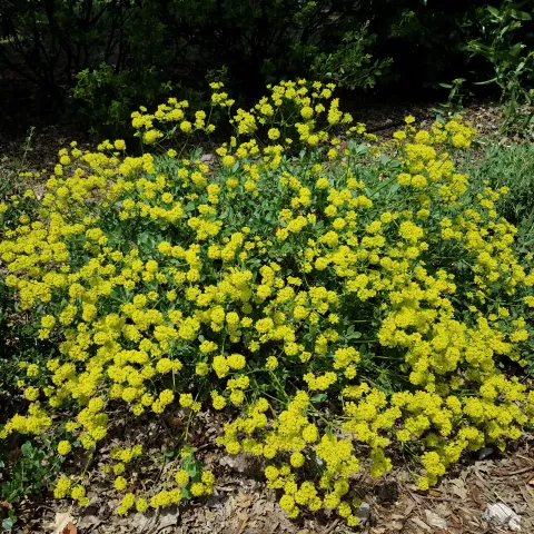 Sulfer-flowered buckwheat (eriogonum umbellatum). J. Alosi
