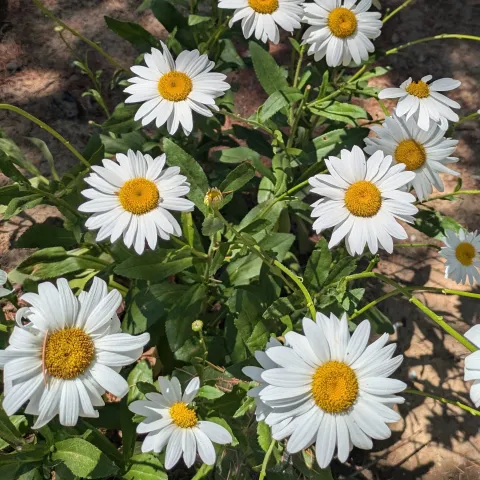white daisy flower with yellow center called Shasta 'Becky' 