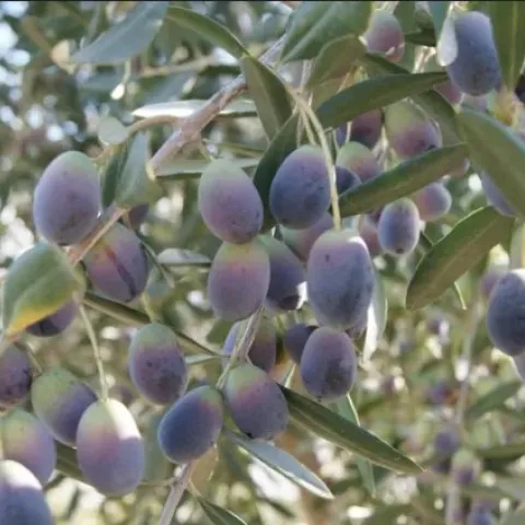 Photo of olives growing on a tree.