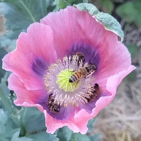 Photo of a bee inside a flower.