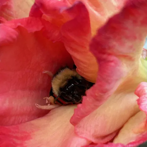bee butt showing out of a colorful gladiola flower