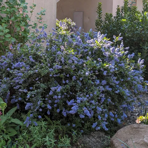Ceanothus thyrsiflorus in bloom