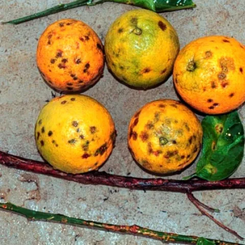 Citrus Leprosis
