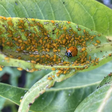 Convergent Lady Beetle