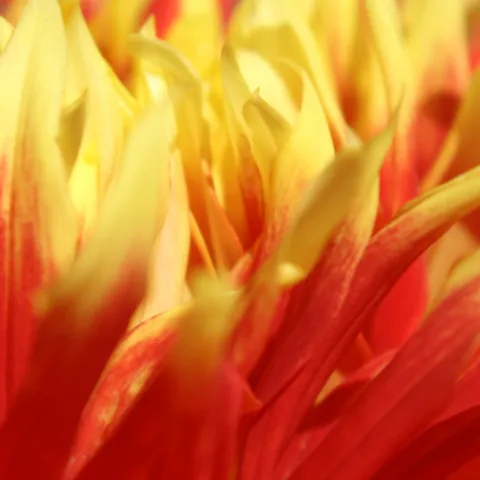 showy red and yellow side view of dahlia petals