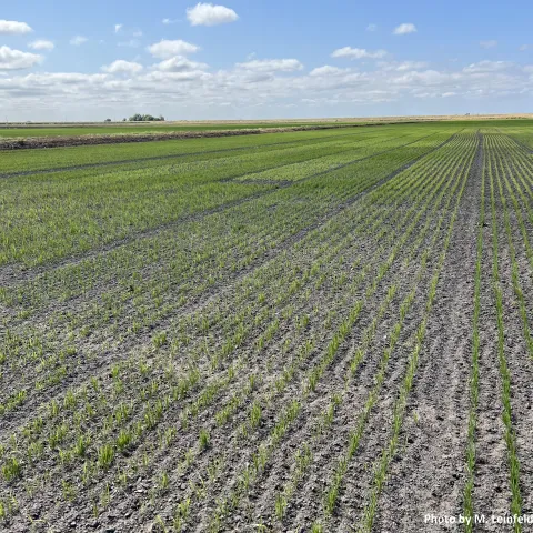 Delta rice variety trial