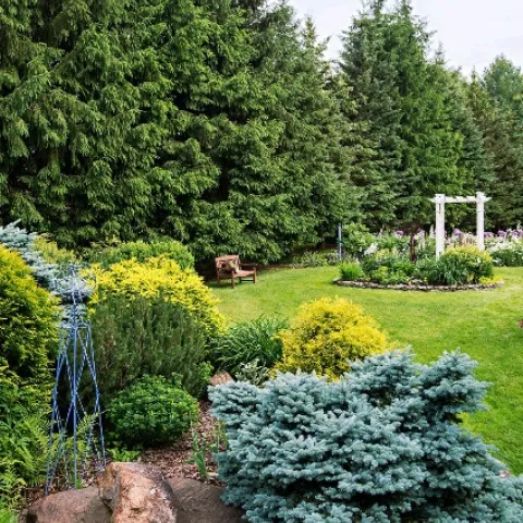 Evergreen trees and shrubs 
