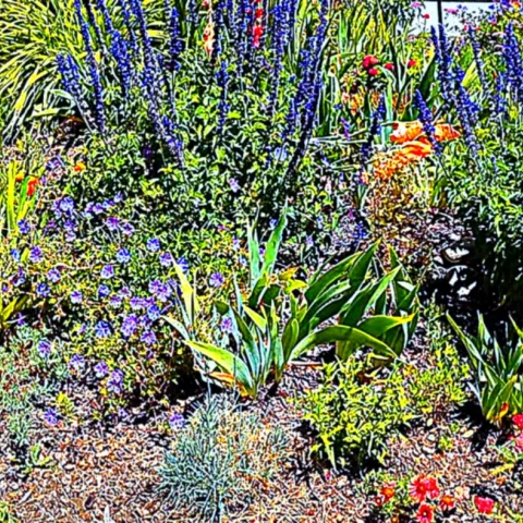 a garden with different types of summer perennials