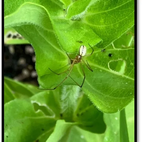 spider on a green leaf