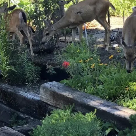 Deer Gardening