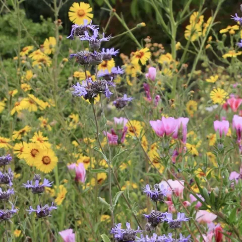 Learn how to use California native plants in your home garden
