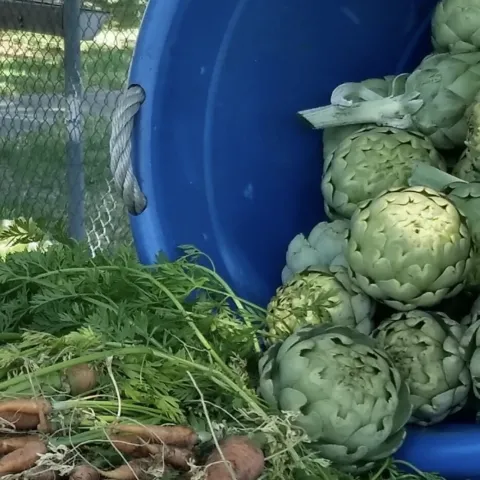 Grace Garden, artichoke harvest