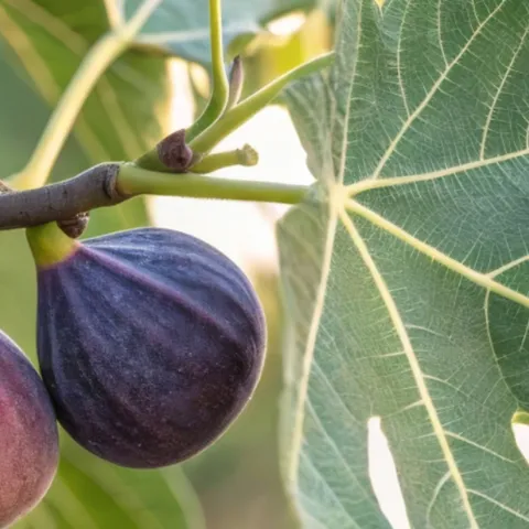 Talk on how to grow fruit year-round in your Sonoma County garden