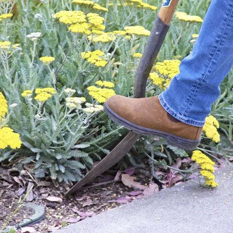 Boot on shovel in patch of yellow Yarrow flowers