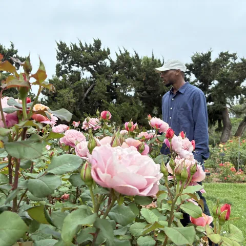 A man stands by roses in a garden
