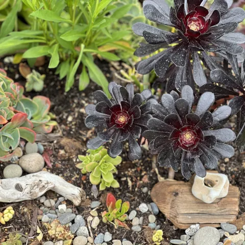 succulents and driftwood in a garden