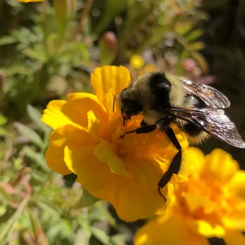Honey bee on a yellow-orange marigold