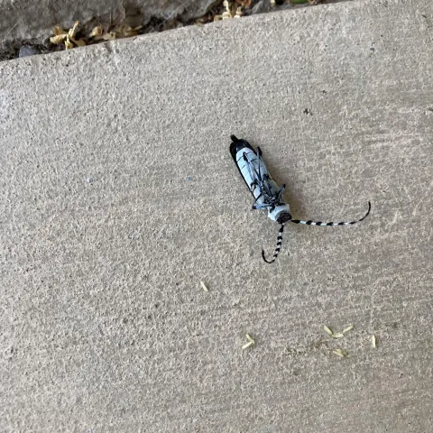 Banded alder borer insect on concrete