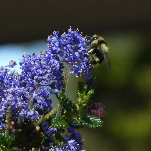 Julia Phelps Ceanothus with Bumblebee
